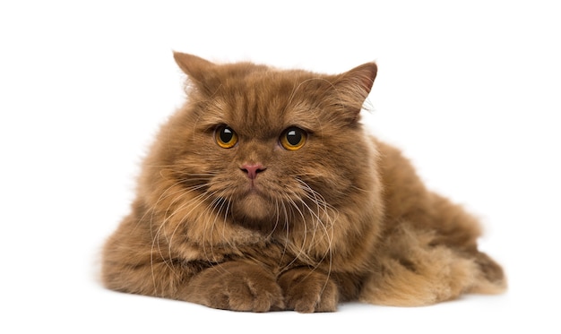 British Longhair in front of a white wall