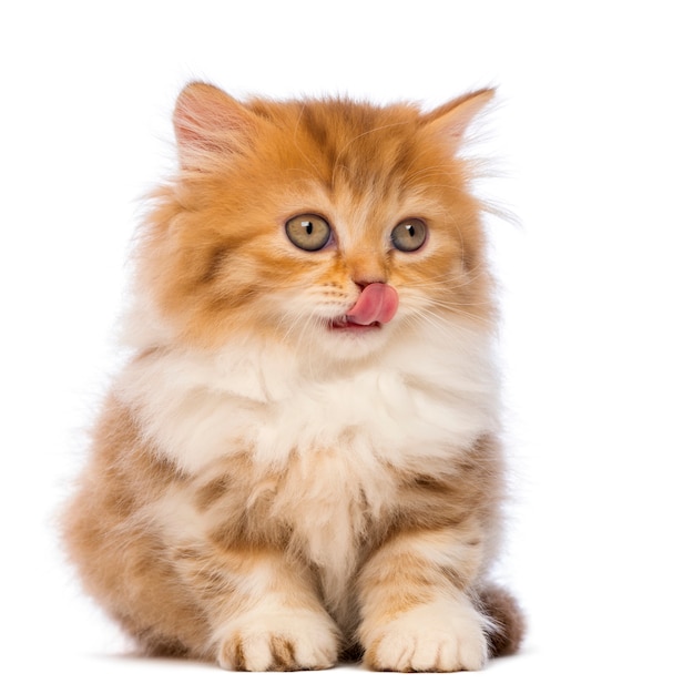 British Longhair kitten (2 months old) sitting, looking away and licking