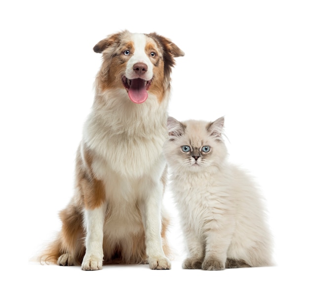 Photo british longhair kitten and australian shepherd sitting next to each other isolated on white