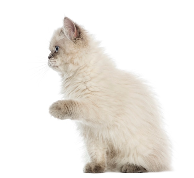 British Longhair kitten pawing up, isolated