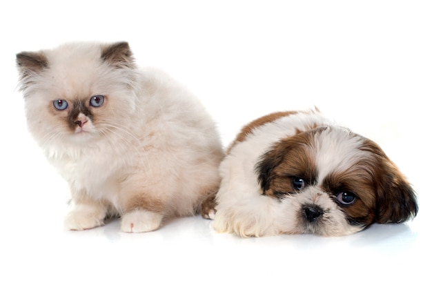 イギリスの長髪子猫と子犬