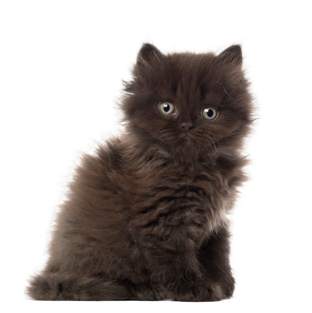 British Longhair Kitten sitting (5 weeks old)