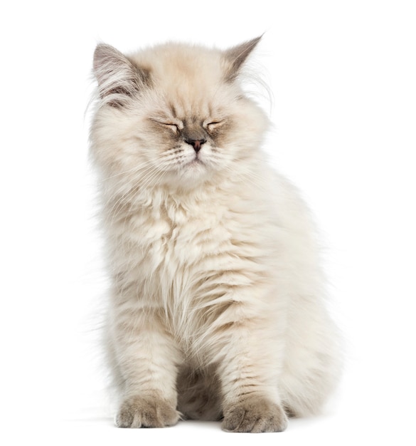 British Longhair kitten sitting eyes closed isolated on white