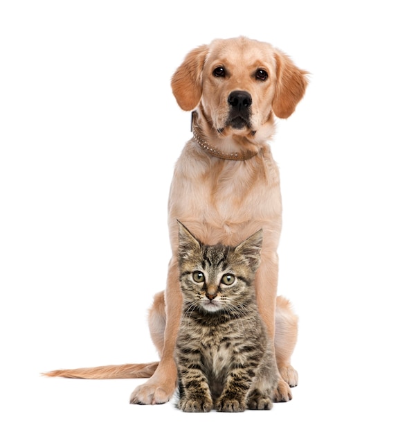 british longhair kitten sitting in front of a golden retriever
