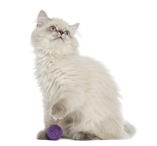 British Longhair kitten sitting with a ball, looking up