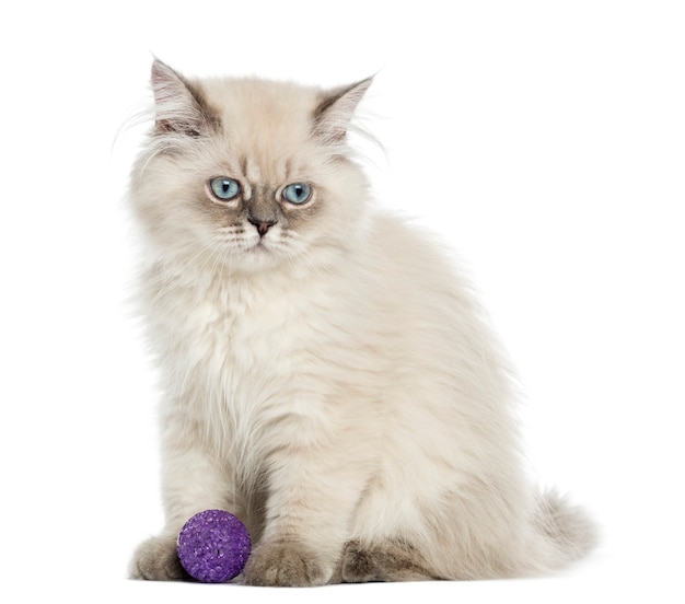 British Longhair kitten sitting with a ball