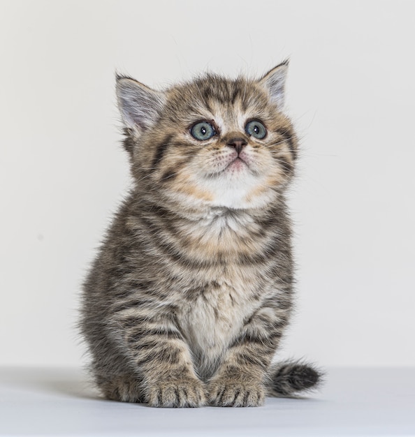 ホワイトペーパーの背景にイギリスの長髪子猫