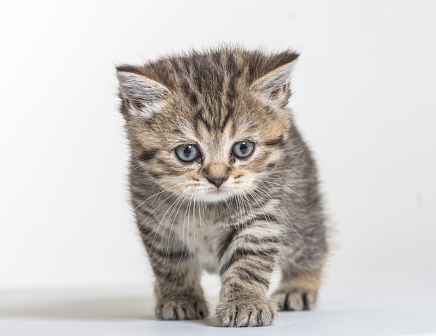 British longhair kitten on a white paper background