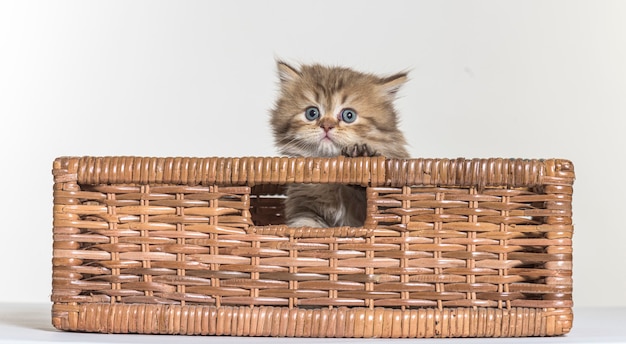 ホワイトペーパーの背景にイギリスの長髪子猫