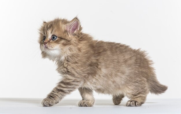 British longhair kitten on a white paper background