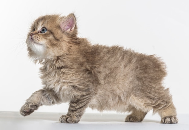 British longhair kitten on a white paper background