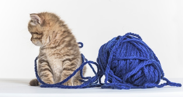 British longhair kitten on a white paper background