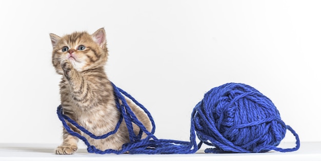 British longhair kitten on a white paper background