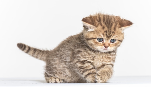 British longhair kitten on a white paper background