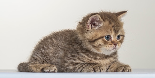 イギリスの長髪の子猫