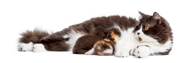 British Longhair lying, feeding its kittens, isolated