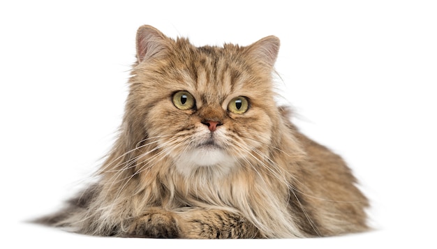 British Longhair lying isolated on white