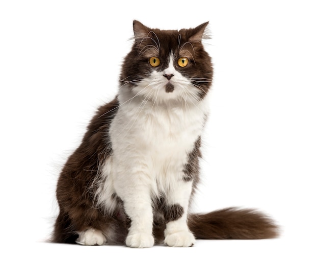 British Longhair sitting facing isolated on white