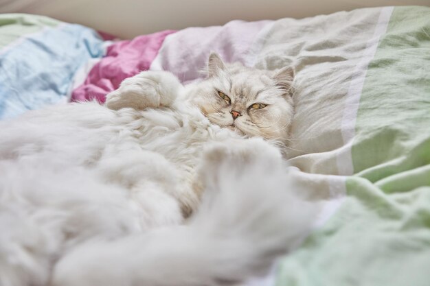 British longhair white cat lies on his back in bed