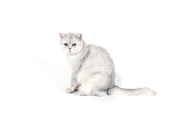 흰색에 고립 된 영국 Lorthair 연기가 자욱한 고양이가 앉아 있고 watc