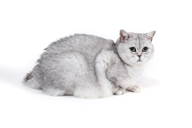 흰색에 고립 된 영국 Lorthair 연기가 자욱한 고양이가 앉아 있고 watc