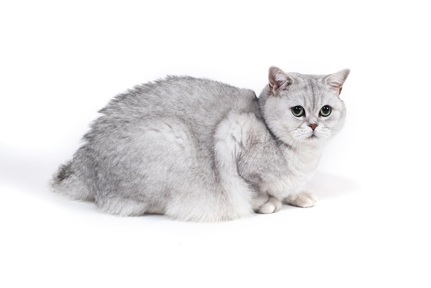 British Lorthair smoky cat isolated on white is sitting and watc