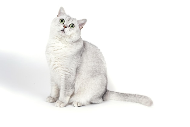 British Lorthair smoky cat isolated on white is waiting