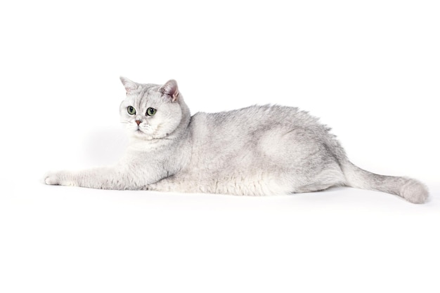 Британский дымчатый кот Lorthair, изолированный на белом, лежит расслабленно