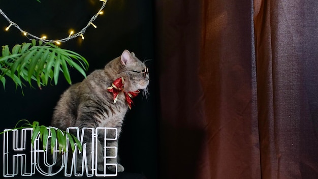Британский питомец Шотландский прямоухий кот празднует Новый год 2022 Рождество дома в очках и красном праздничном банте на черном фоне Крутое серое животное празднует праздники