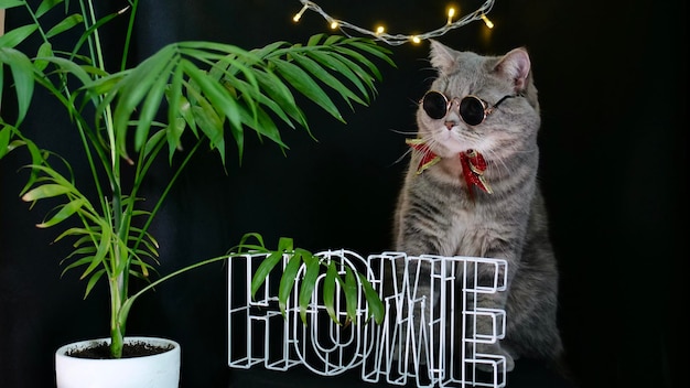 British pet scottish straight cat celebrates new year 2022\
christmas at home with glasses and a red holiday bow black\
background a cool gray animal celebrates the holidays