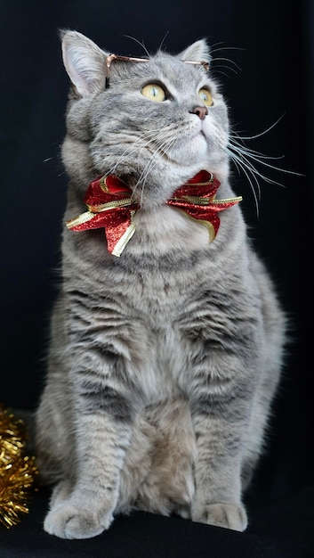 British pet scottish straight cat for new year 2022 christmas
with glasses and red bow black background closeup a cool gray
animal celebrates the holidays