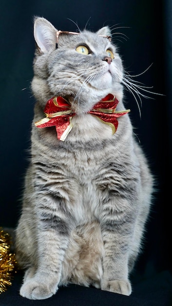 Photo british pet scottish straight cat for new year 2022 christmas with glasses and red bow black background closeup a cool gray animal celebrates the holidays