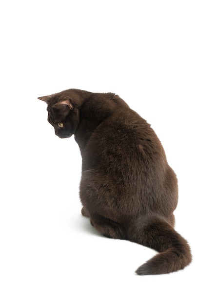 British Short hair cat isolated on white surface.