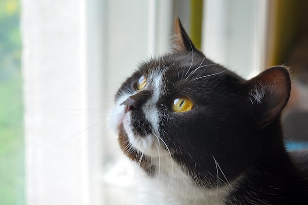 British Short hair cat with bright yellow eyes