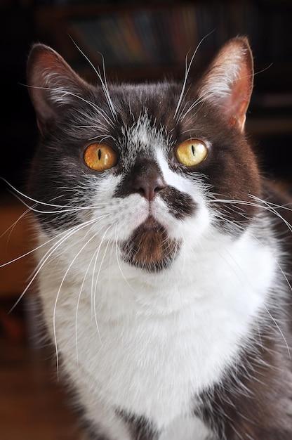 British Short hair cat with bright yellow eyes