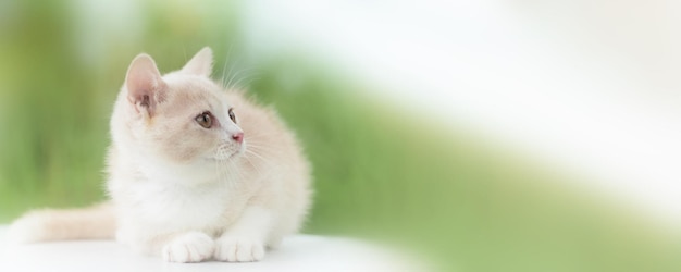 British Short Hair Kitten Portrait Outdoor