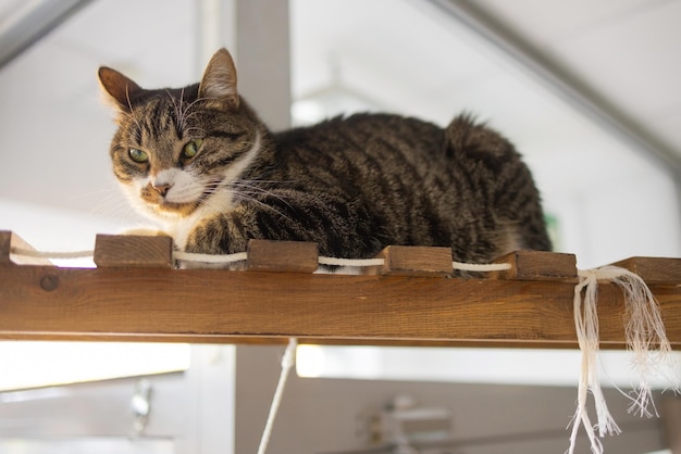 British short hair Silver shaded cat lying lazy in hammock