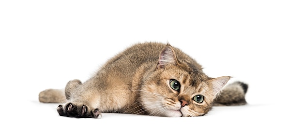 British Shorthair, 1 year old, stretching his Claws lying in front of white background