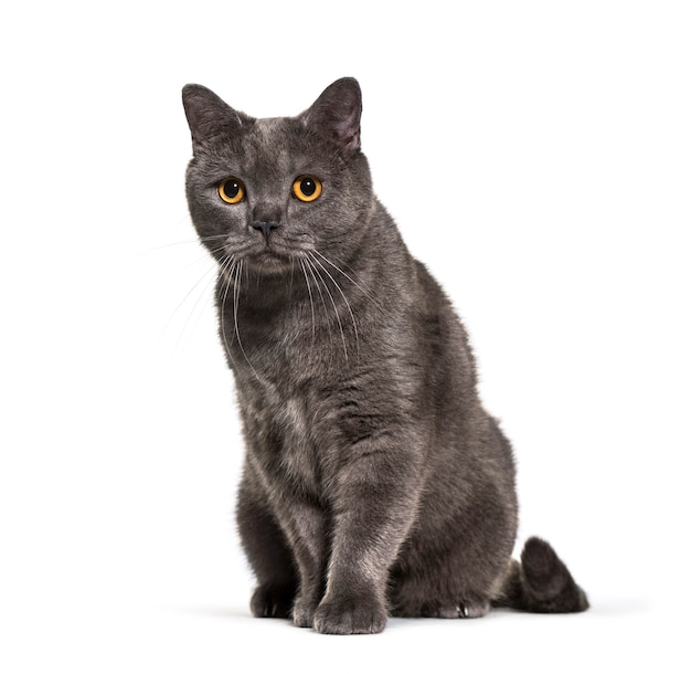 British Shorthair, 4 years old, in front of white background