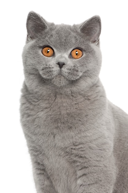 British Shorthair (5 months old)