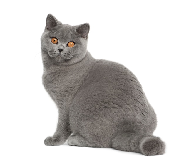 British Shorthair (5 months old)