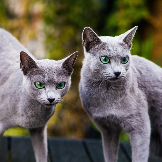 British Shorthair blue cat lying and sitting on wooden table in green garden