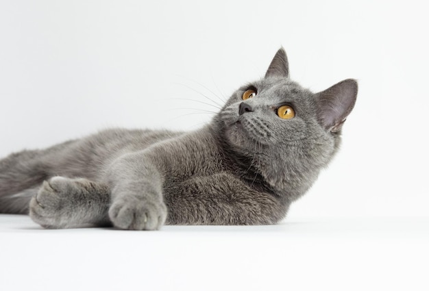 British Shorthair blue young cat with orange eyes on a white background isolate