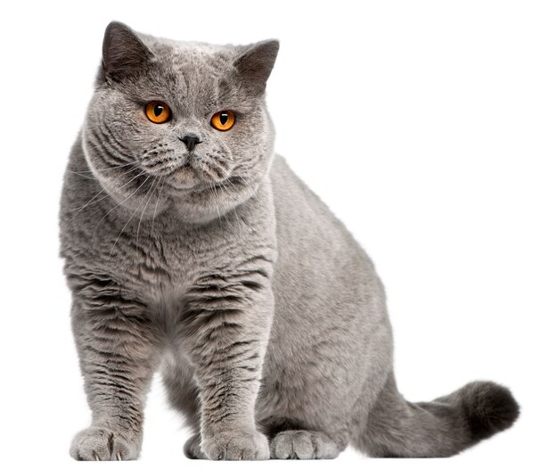 British Shorthair cat, 2 years old, 