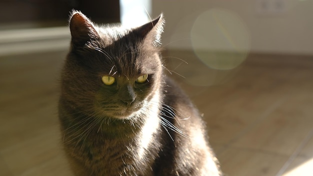 ブリティッシュショートヘアの猫面白い好奇心旺盛な混乱した衝撃的な顔で猫の頭のクローズアップ