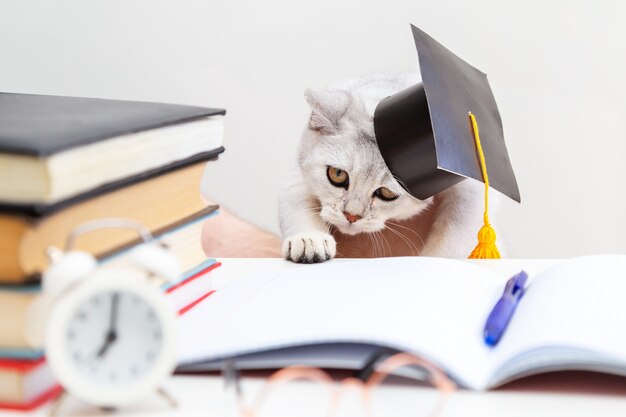 British shorthair cat in a graduation hat is studying. There are study supplies on the table. Humor. Back to school. Learning and self-education concept.