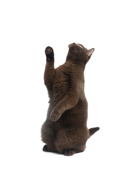 British Shorthair cat isolated on white background.