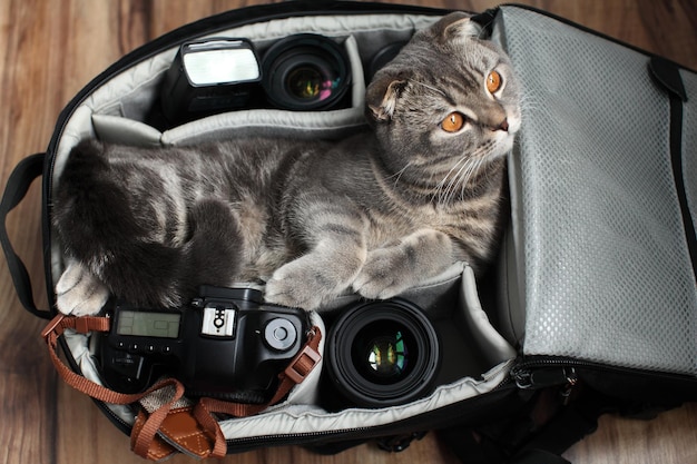 British shorthair un gatto in una borsa fotografica