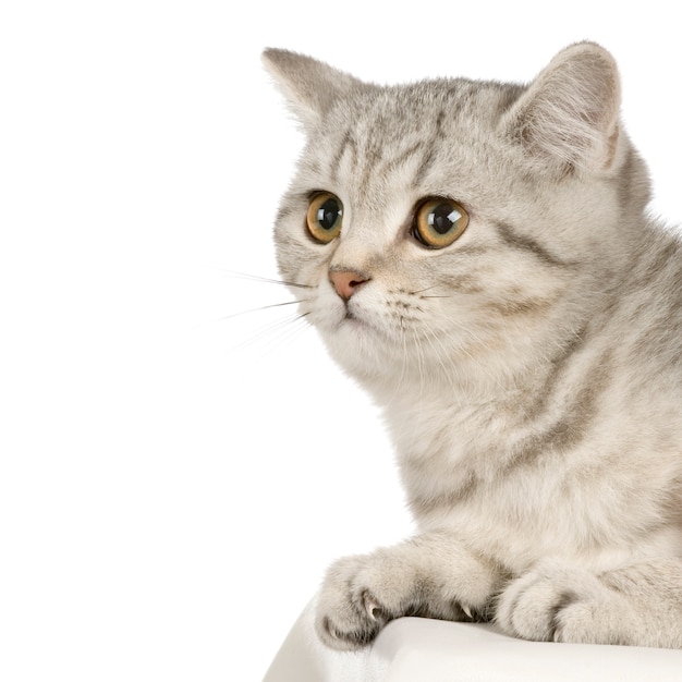 British Shorthair cat portrait isolated