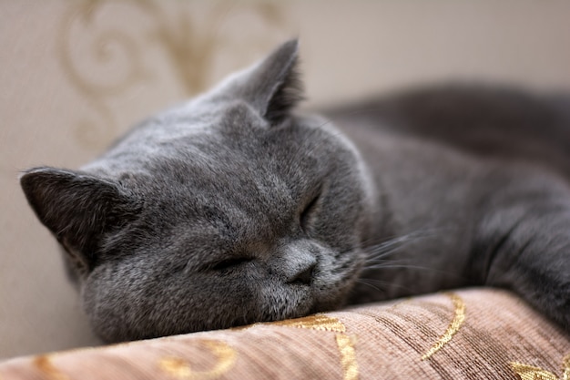 ブリティッシュショートヘアの猫がソファで寝る